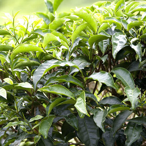 Tea Tree Seeds