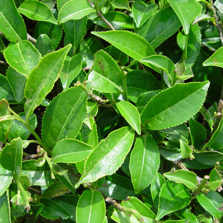 Tea Tree Seeds