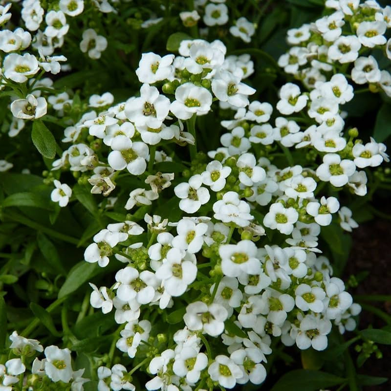 Teal Alyssum Seeds