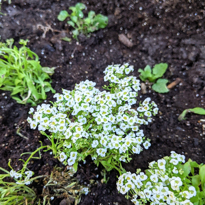 Teal Alyssum Seeds