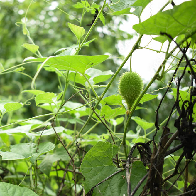 Teasel Gourd Seeds