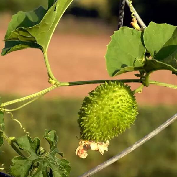 Teasel Gourd Seeds