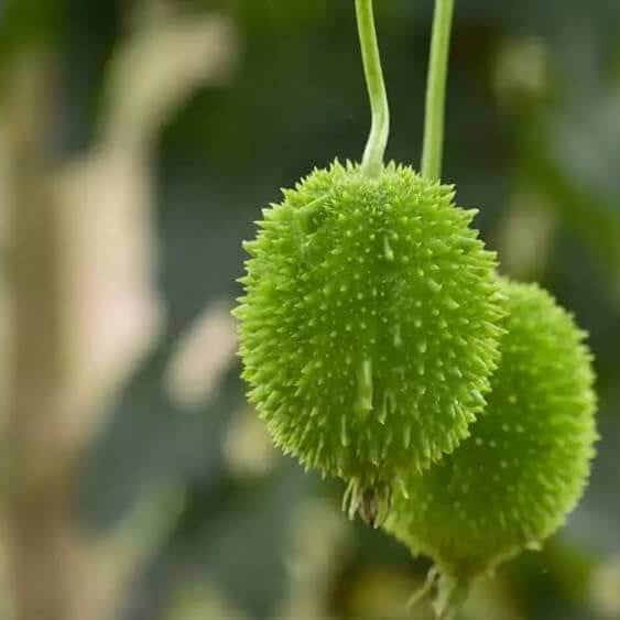 Teasel Gourd Seeds