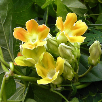 Telosma Cordata Seeds – Fragrant Vine