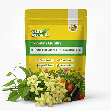 Telosma Cordata Seeds – Fragrant Vine