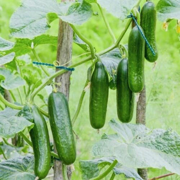 Tendergreen Burpless Cucumber Seeds - Vegetable Plant