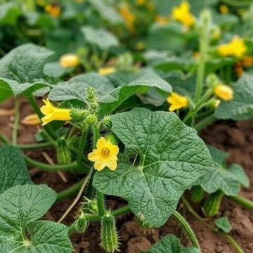 Tendergreen Burpless Cucumber Seeds - Vegetable Plant
