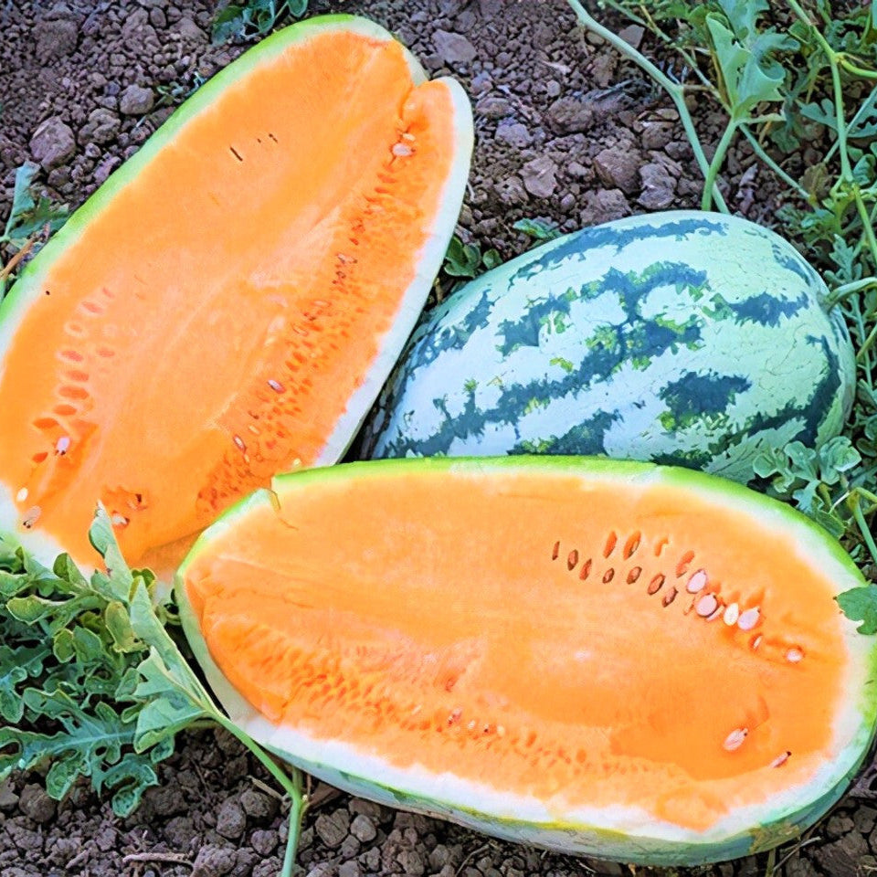 Tendersweet Orange Watermelon Seeds