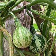 Tennessee Gourd Seeds 