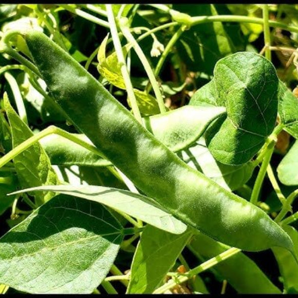 Tepary Bean Seeds – Green
