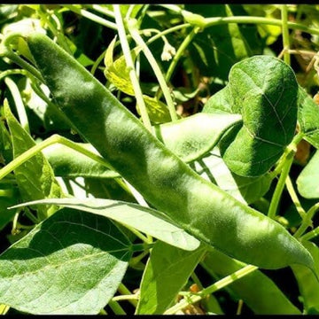 Tepary Bean Seeds – Green