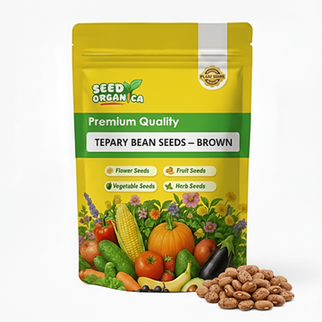 Tepary Bean Seeds – Brown