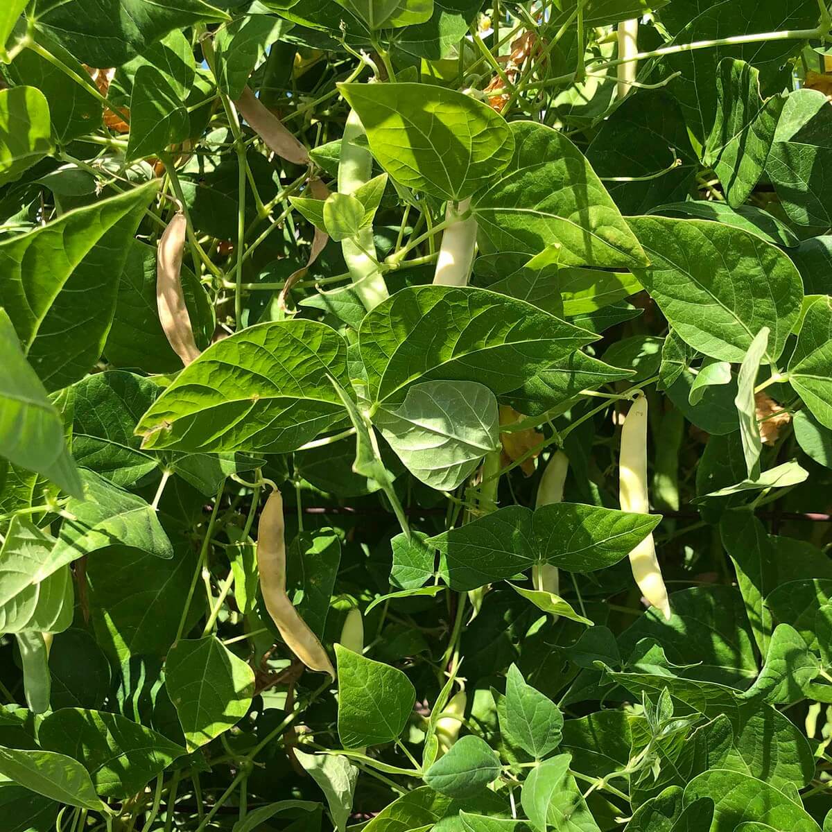 Tepary Bean Seeds – White