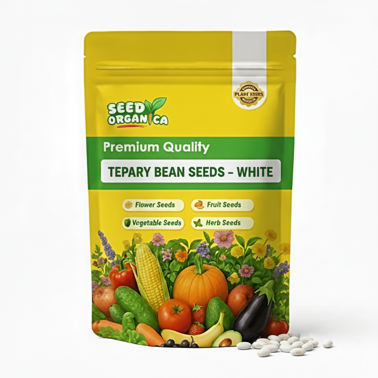 Tepary Bean Seeds – White