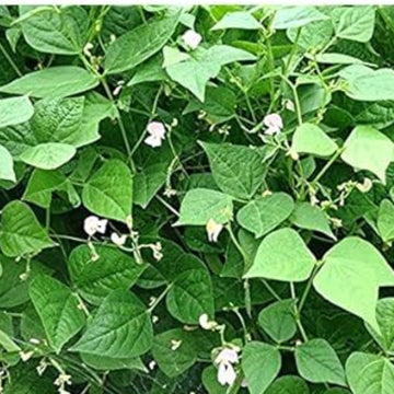 Tepary Bean Seeds – White