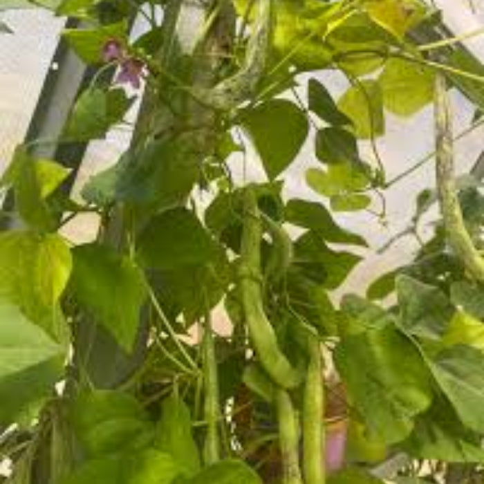 Tepary Bean Seeds – White