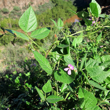 Tepary Bean Seeds for Planting