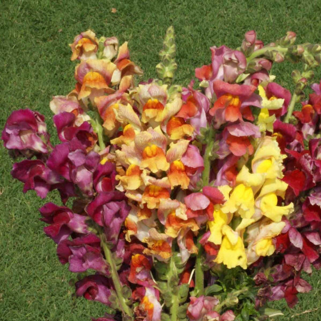 Tetra Mix Snapdragon Seeds - Flower Plant