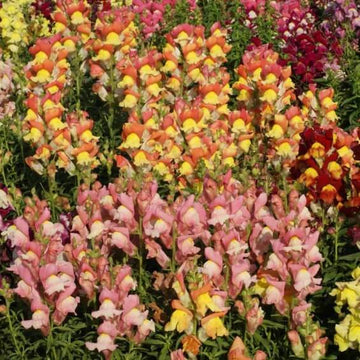Tetra Mix Snapdragon Seeds - Flower Plant