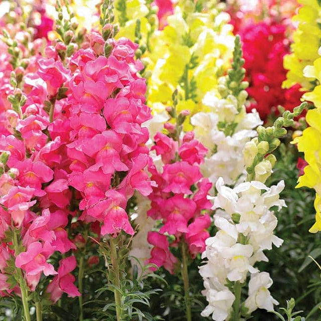 Tetra Mix Snapdragon Seeds - Flower Plant
