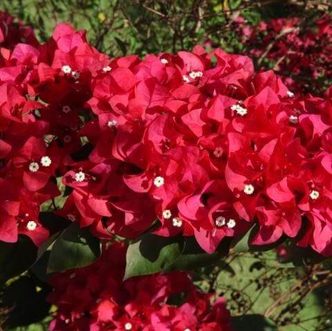 Texas Dawn Bougainvillea Seeds