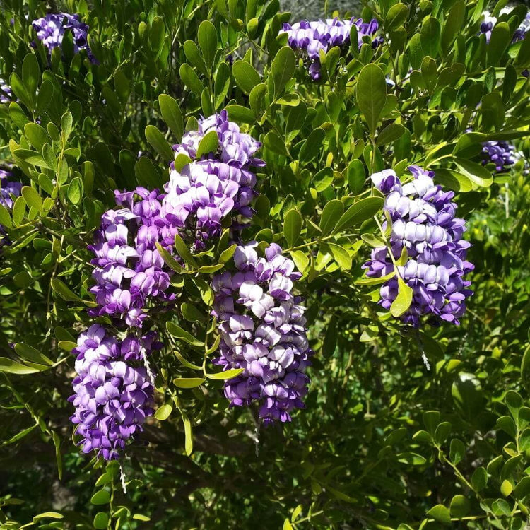 Texas Laurel Seeds