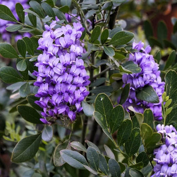 Texas Laurel Seeds