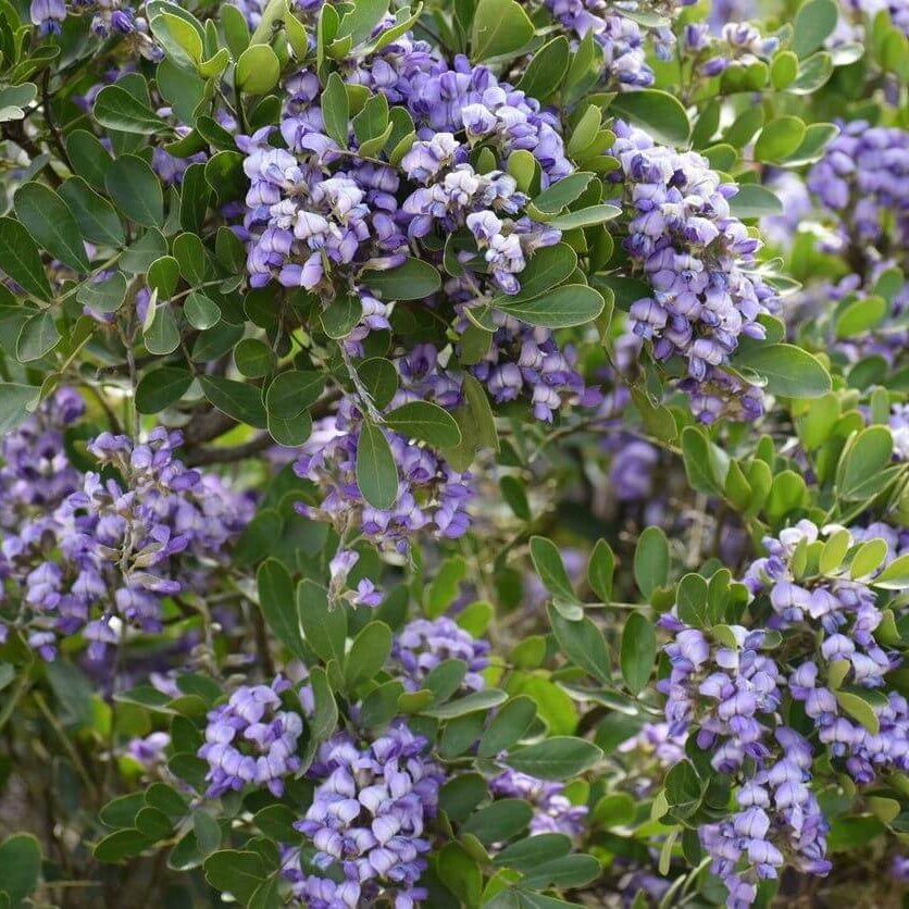 Texas Laurel Seeds