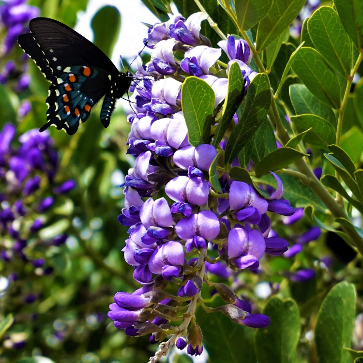 Texas Laurel Seeds