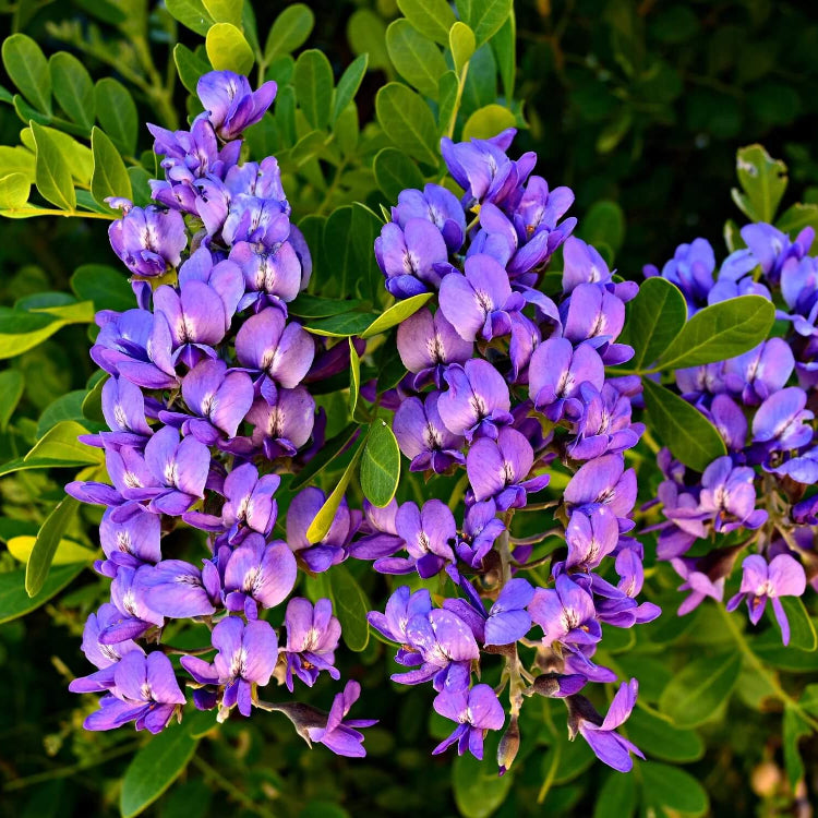 Texas Laurel Seeds