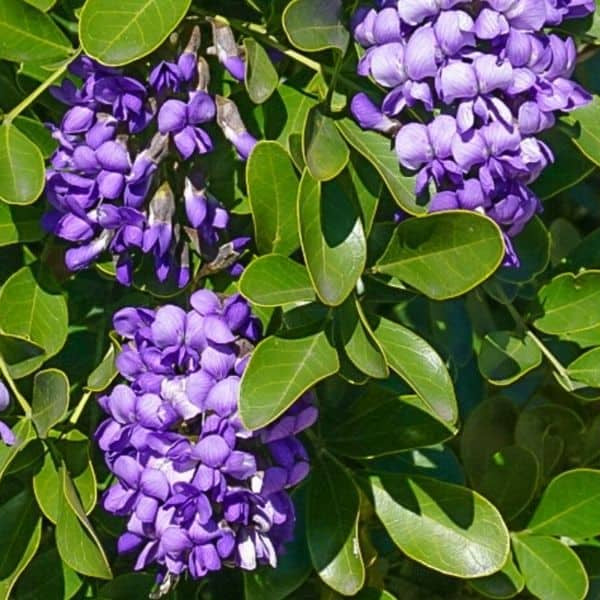 Texas Laurel Seeds