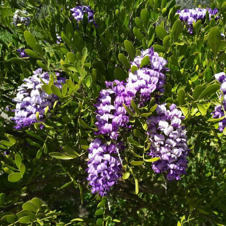 Texas Mescalbean Seeds