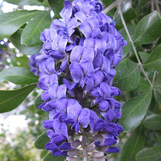 Texas Mescalbean Seeds