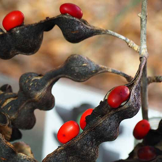 Texas Mountain Laurel Seeds – Mescal Bean