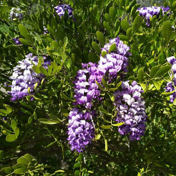 Texas Mountain Laurel Seeds