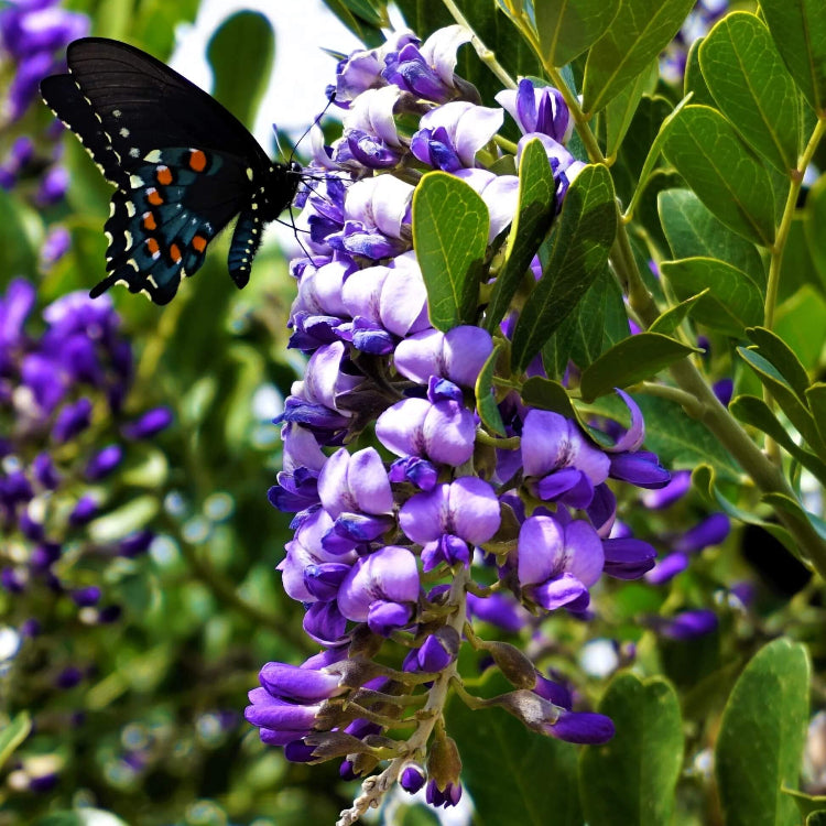 Texas Mountain Laurel Seeds