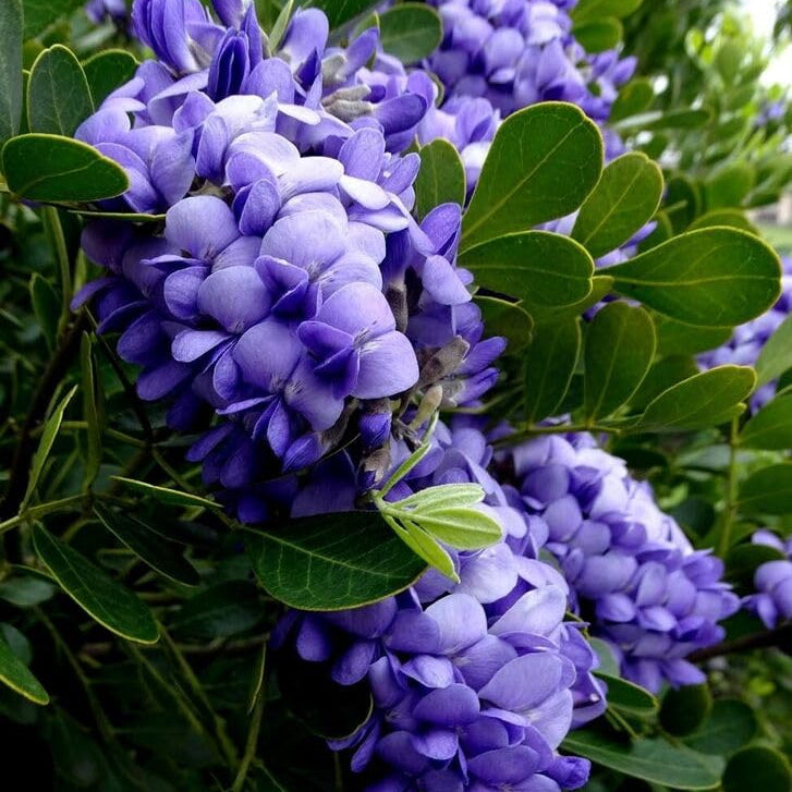 Texas Mountain Laurel Seeds - Flower Plant