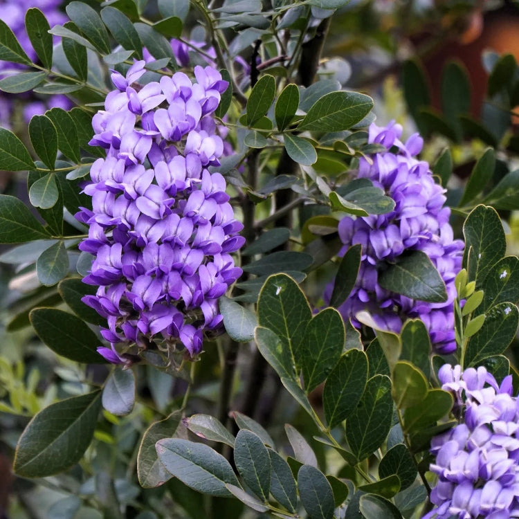 Texas Mountain Laurel Seeds - Flower Plant