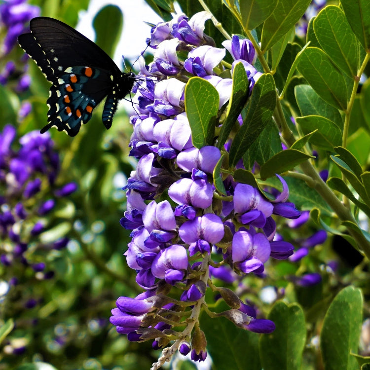 Texas Mountain Laurel Seeds - Flower Plant