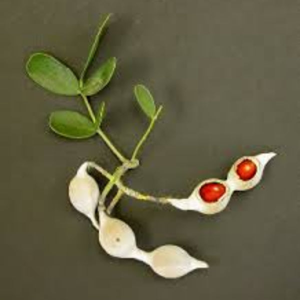 Texas Mountain Laurel Seeds – Mescal Bean