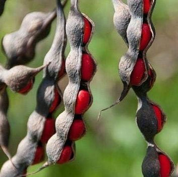 Texas Mountain Laurel Seeds – Mescal Bean