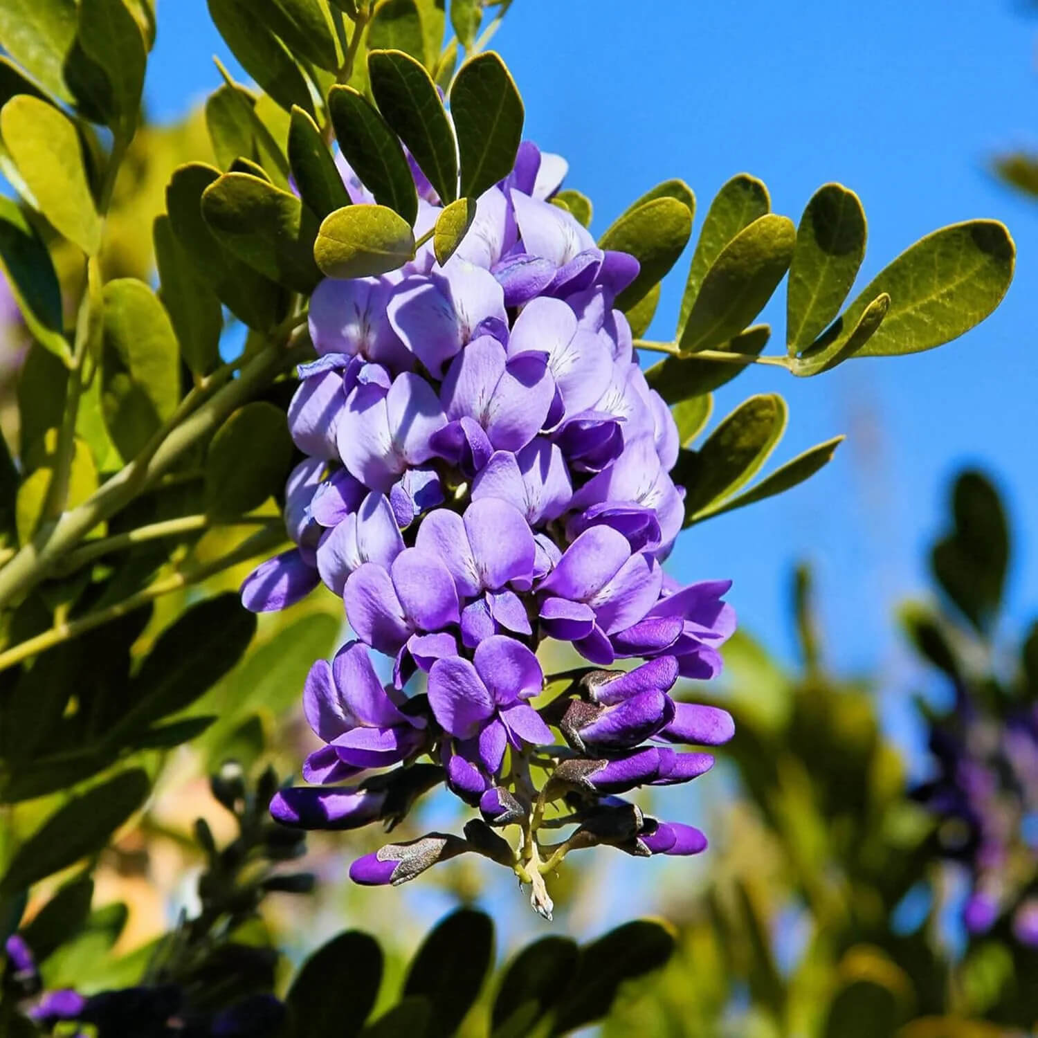 Texas Mountain Laurel Seeds – Sophora Secundiflora