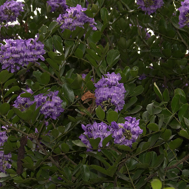 Texas Mountain Laurel Seeds for Planting
