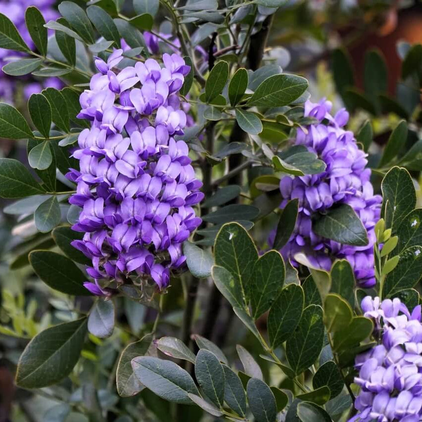 Texas Mountain Laurel Seeds for Planting