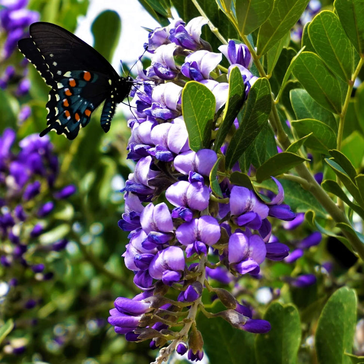 Texas Mountain Laurel Seeds for Planting