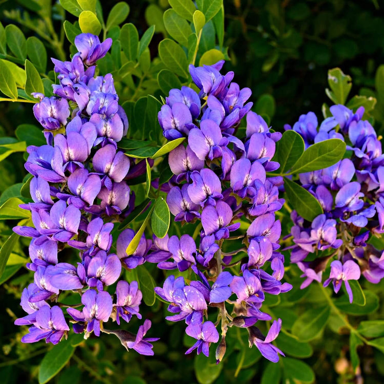 Texas Mountain Laurel Seeds for Planting