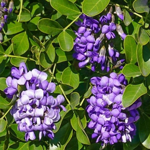 Texas Mountain Laurel Seeds for Planting