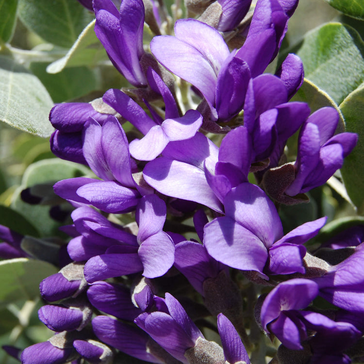 Texas Mountain Laurel Seeds for Planting