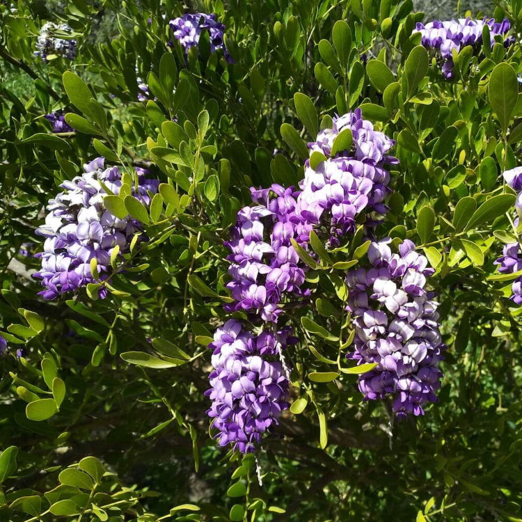 Texas Mountain Laurel Seeds for Planting