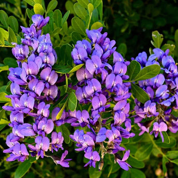 Texas Mountain Laurel Seeds – Sophora Secundiflora